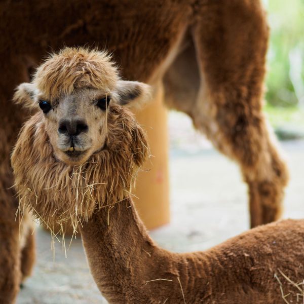 Taipei Taiwan Nature Taipei Zoo