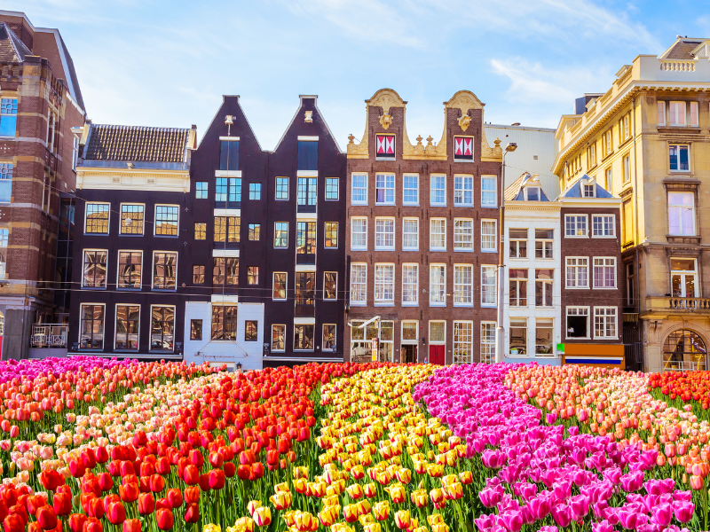 beautiful flowers lined up with building on the background